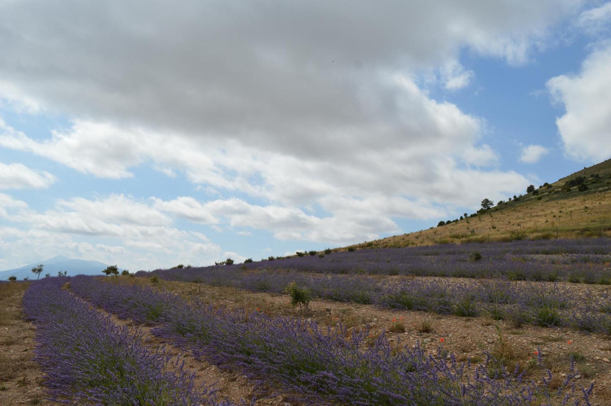 Las Abadias San Felices de los Gallegos Exteriör bild